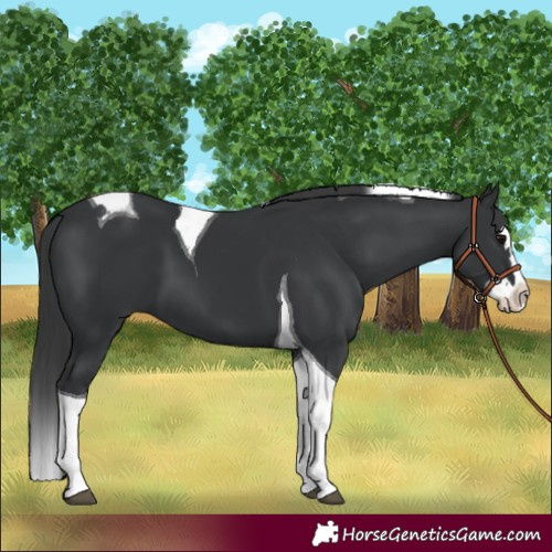 Horse Color:Black Splash Tobiano