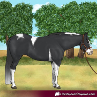 Horse Color:Black Splash Tobiano 