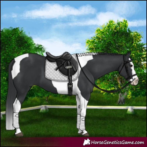 Horse Color:Black Splash Tobiano 