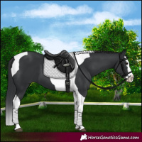Horse Color:Black Splash Tobiano 