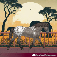 Horse Color:Grullo Appaloosa 