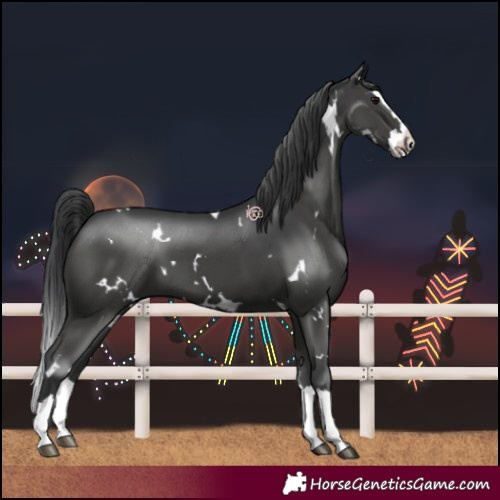Horse Color:White Spotted Black Splash 