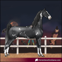 Horse Color:White Spotted Black Splash 