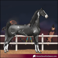 Horse Color:White Spotted Black Splash