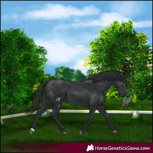 Horse Color:Black 
