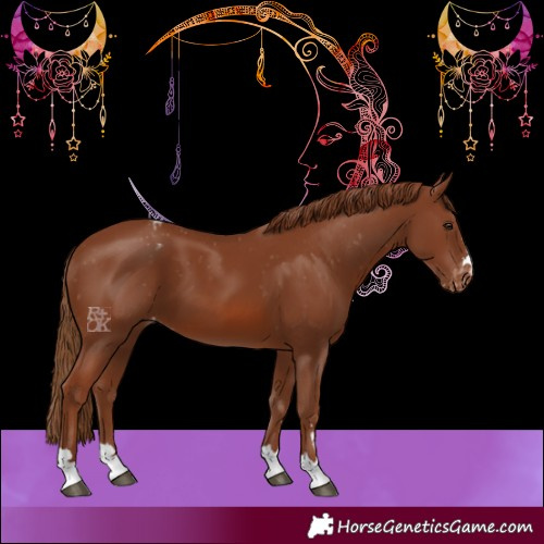 Horse Color:Chestnut Appaloosa 