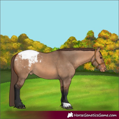 Horse Color:Bay Dun Appaloosa 