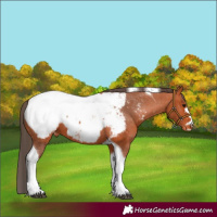 Horse Color:Bay Tobiano Appaloosa 