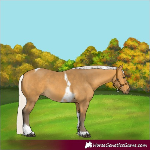 Horse Color:Silver Buckskin Tobiano 