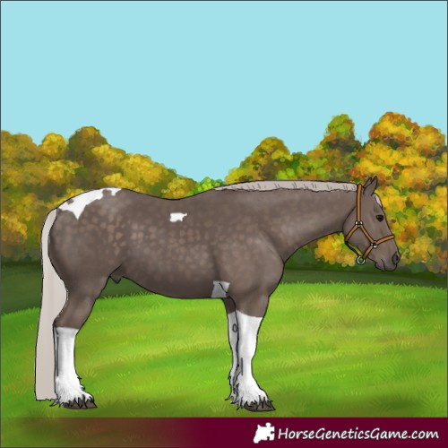 Horse Color:Silver Black Tobiano 