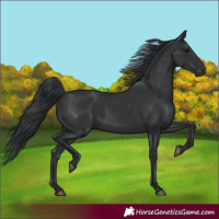 Horse Color:Black 