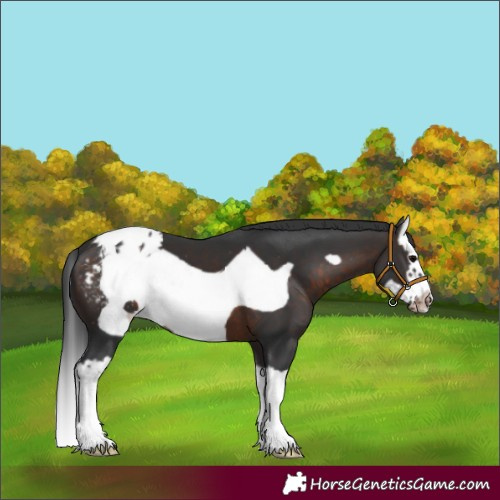 Horse Color:Brown Splash Frame Appaloosa