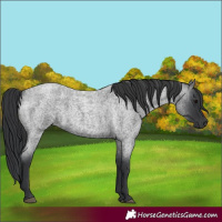 Horse Color:Blue Roan