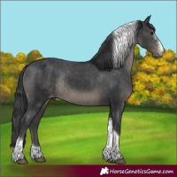 Horse Color:Black Sabino Tobiano Appaloosa Rabicano