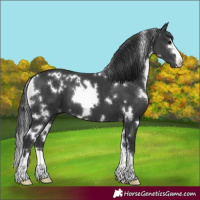 Horse Color:White Spotted Black