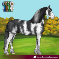 Horse Color:Black Sabino