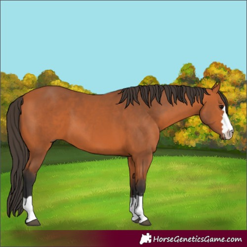 Horse Color:Bay 