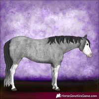 Horse Color:Blue Roan Splash Rabicano 
