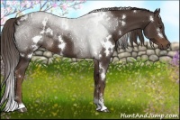 Horse Color:White Spotted Liver Chestnut Sabino 