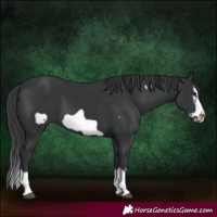 Horse Color:Black Splash Frame 