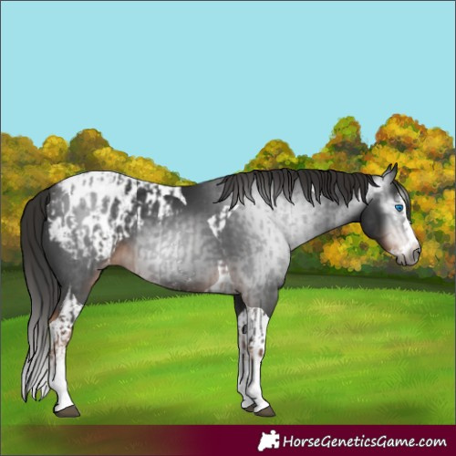 Horse Color:Gray Liver Chestnut Sabino Splash Blanket  and Gray Liver Chestnut Splash Tobiano Blanket 