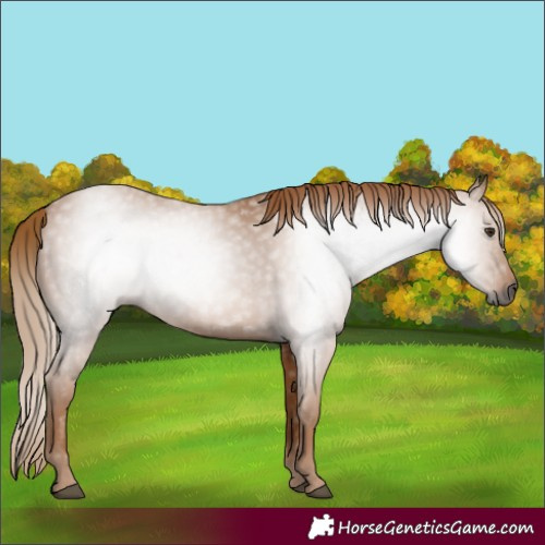 Horse Color:Gray Chestnut 