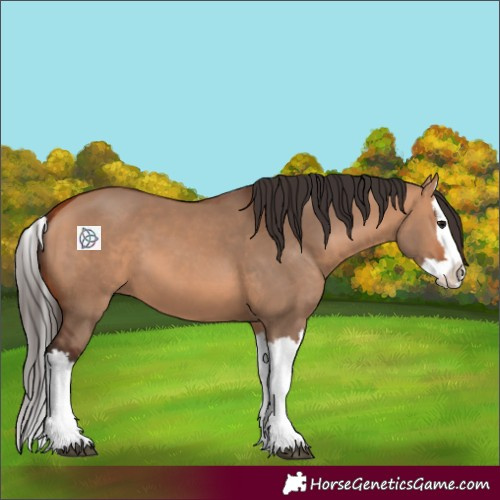 Horse Color:Bay Dun Splash