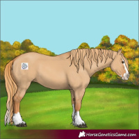 Horse Color:Red Dun Splash 