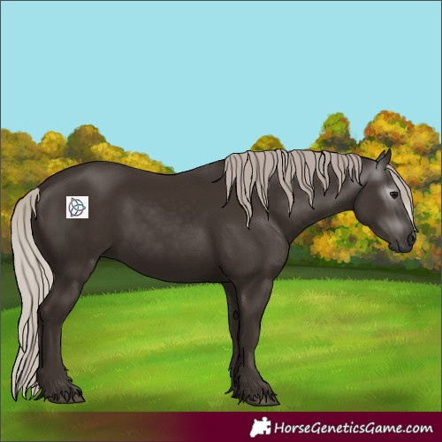 Horse Color:Gray Silver Black