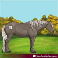 Horse Color:Silver Smoky Black 