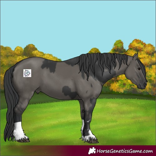 Horse Color:Black  and Grullo 