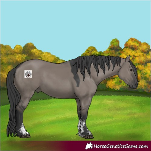 Horse Color:Grullo Sabino 