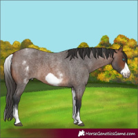Horse Color:White Spotted Brown Roan Frame 