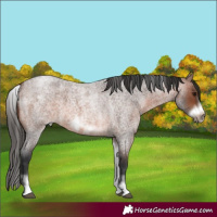 Horse Color:White Spotted Brown Roan Frame 