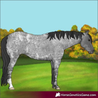 Horse Color:Blue Ice Roan 