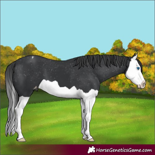 Horse Color:Black Splash Appaloosa 