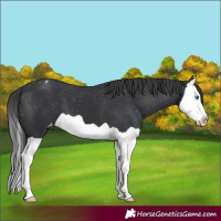 Horse Color:Black Splash Appaloosa 