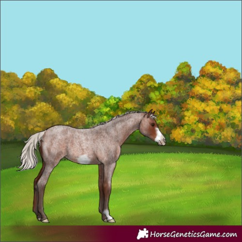 Horse Color:Silver Brown Roan Frame 
