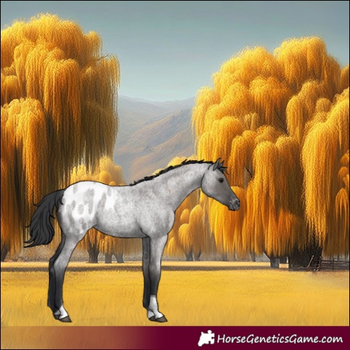 Horse Color:Grullo Roan Tobiano Appaloosa 