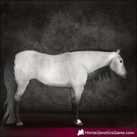 Horse Color:Gray Grullo Roan 