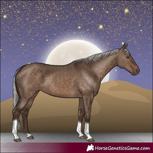 Horse Color:Silver Brown Dun Tobiano 