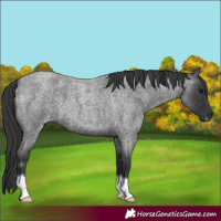 Horse Color:Blue Roan 
