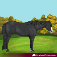 Horse Color:Black Splash 