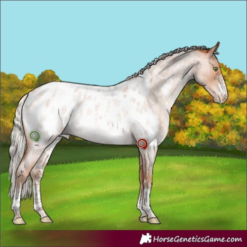 Horse Color:Silver Brown Roan Pearl Sabino Appaloosa 