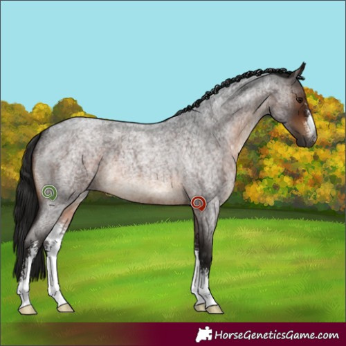 Horse Color:Gray Brown Roan Sabino 