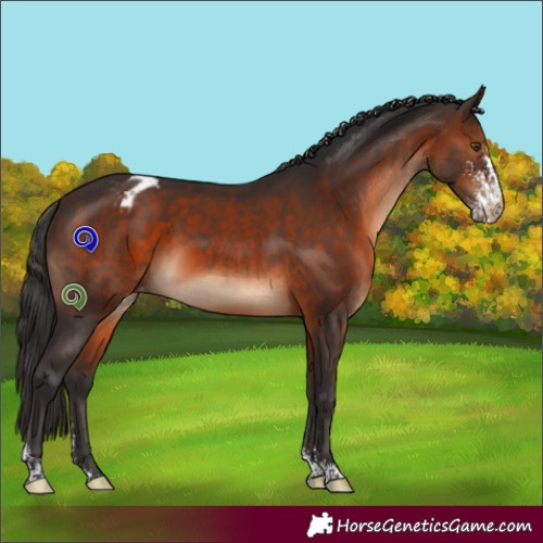 Horse Color:Brown Sabino Appaloosa 