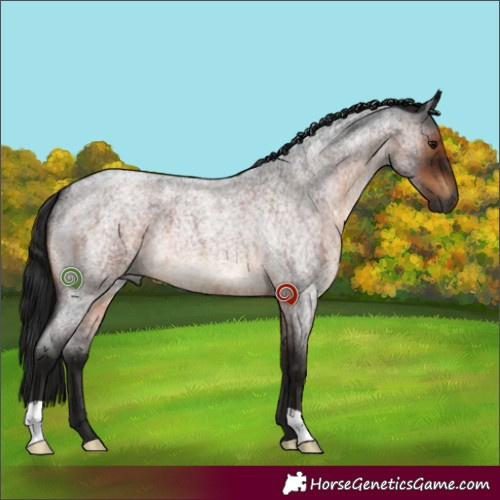 Horse Color:Gray Brown Roan 