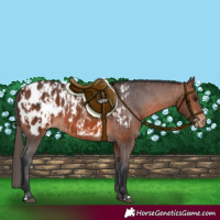 Horse Color:Bay Appaloosa  and Brown Appaloosa 