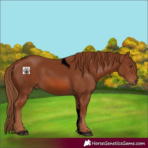 Horse Color:Void Chestnut Tobiano 
