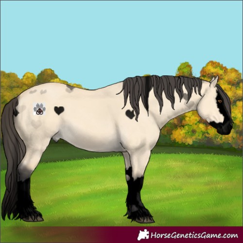Horse Color:Void Buckskin Dun Splash 